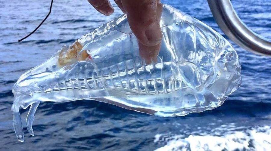 Морские сальпы Морские сальпы