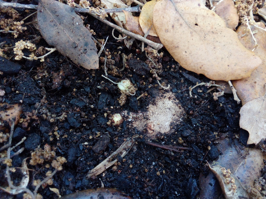 DSC_0276_resized_20190607_064129371