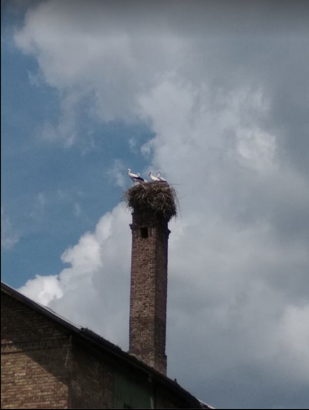 2019-08-05_151728aug.4 itthon lennének még a babák