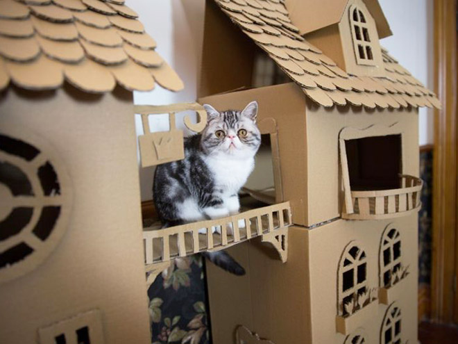 cat-forts7.jpg