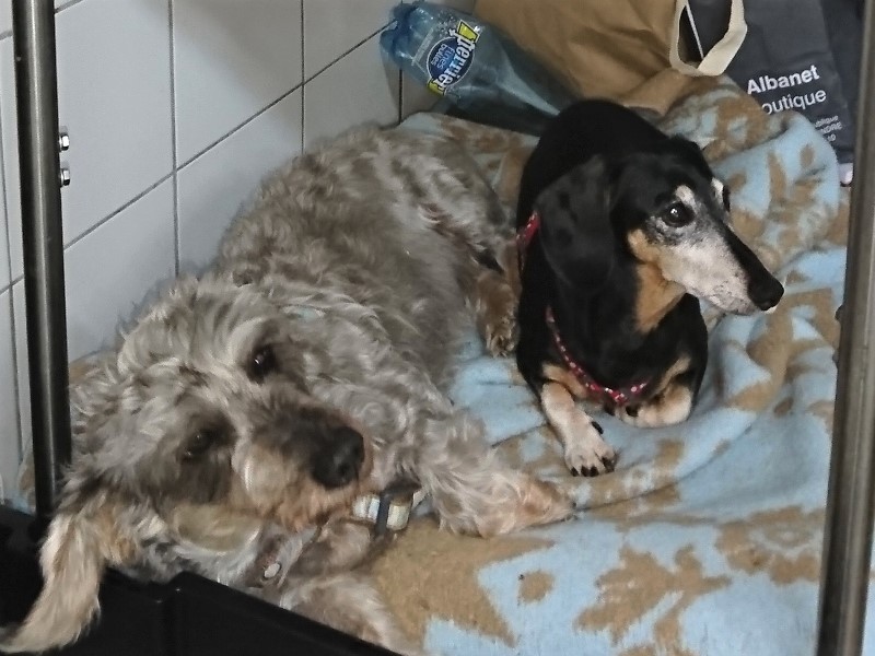 [Image: P-lette-et-Darjee-dans-la-cuisine.jpg]