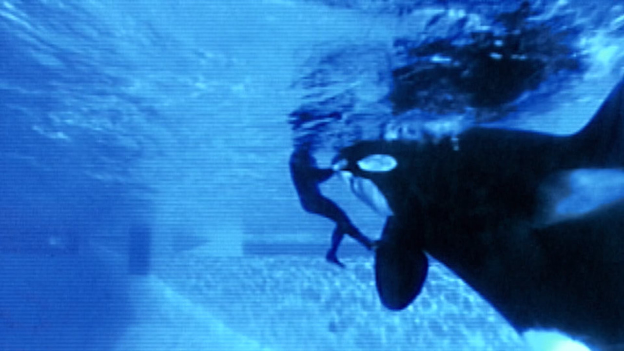 Blackfish (2013) (1080p BluRay x265 Silence).mkv_snapshot_00.04.