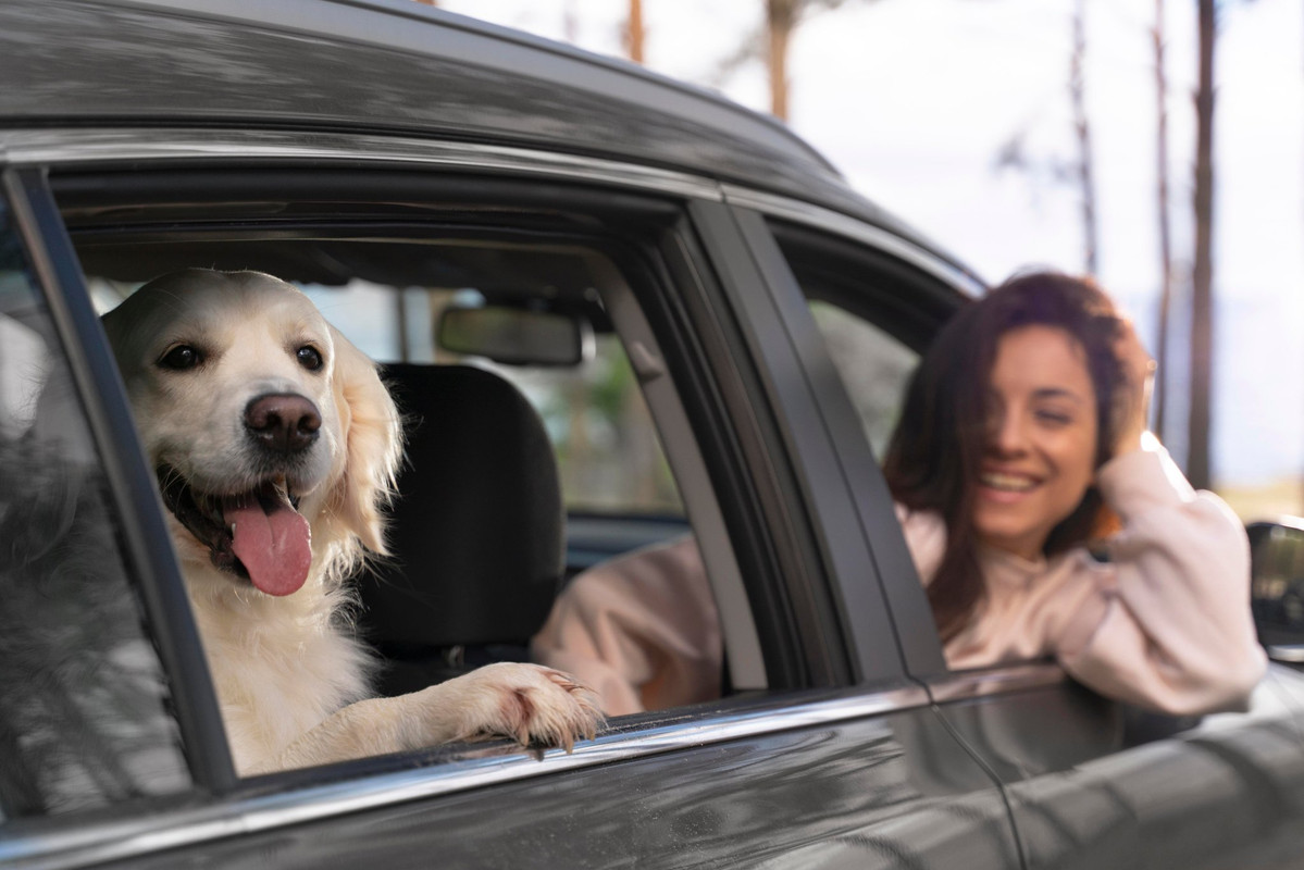 Abbandono degli animali, una pratica crudele che è reato