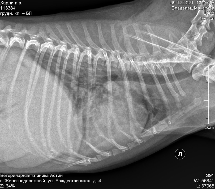 Харли Макарова груд кл лл