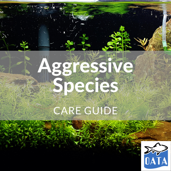 OATA Guide to aggressive species - Lincs Aquatics