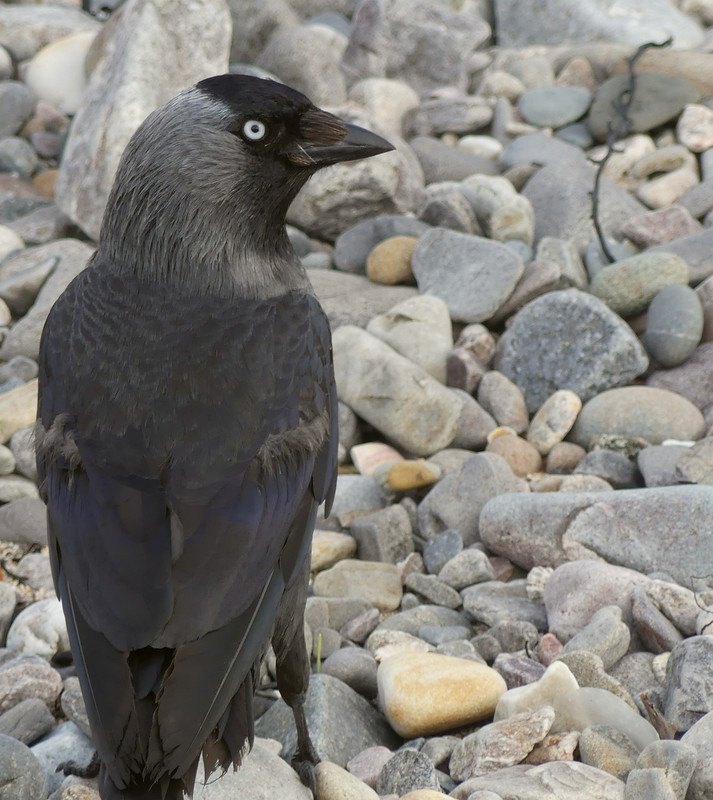 JACKDAW 3 070724