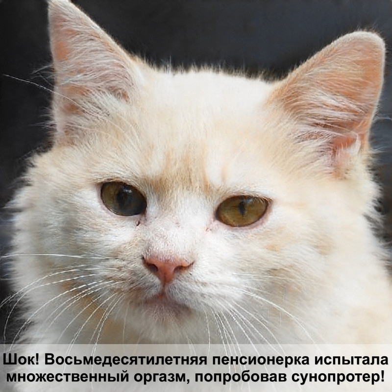 кошки в древнем египте