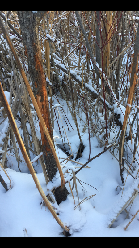 49ECE5B4-8EDB-4F3A-94C4-2DD3E932633D