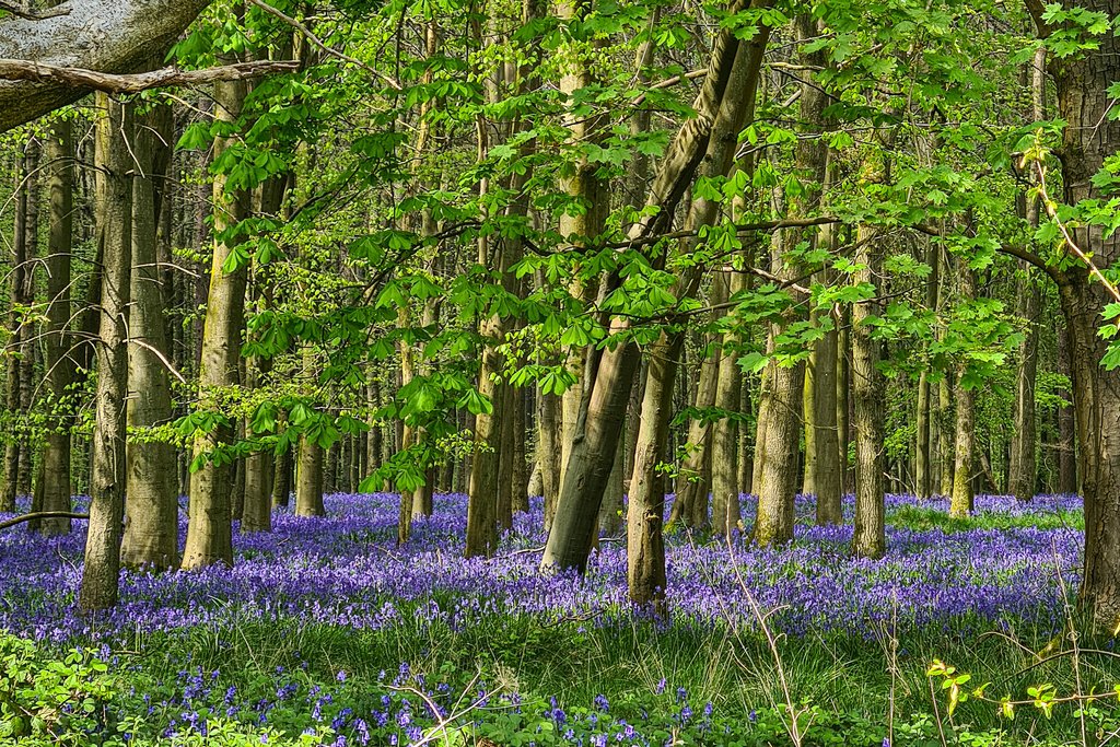 woods-bluebell-woods-April.jpg