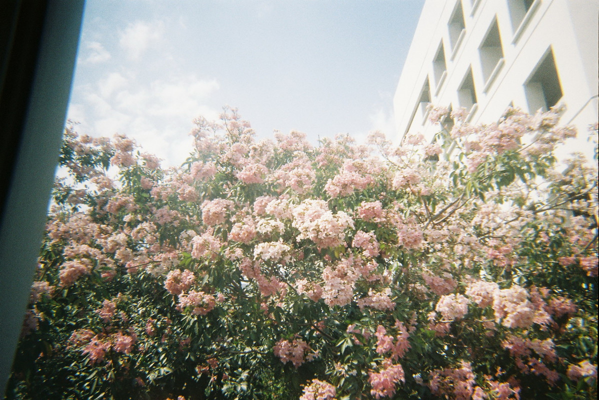 Kodak-Gold-40-resized