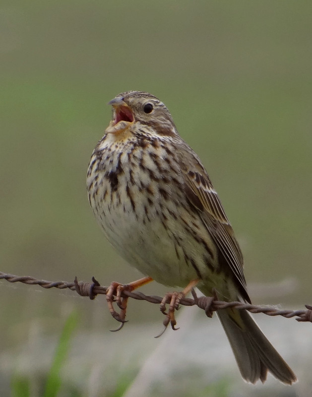 SKYLARK 18 040524