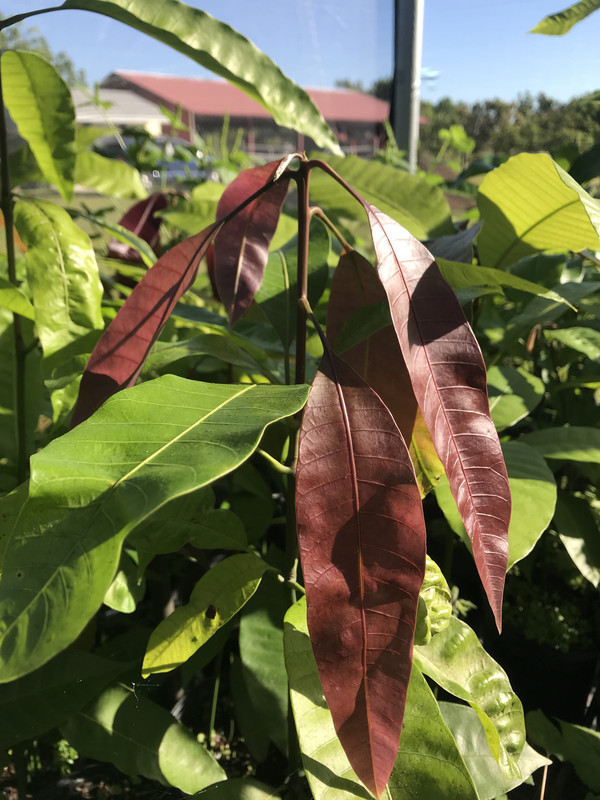 FFMangoes11
