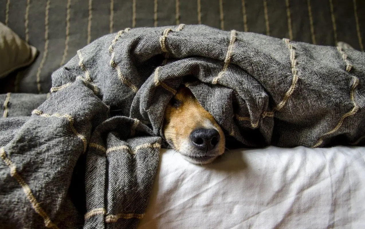 Estratégias eficazes para administrar medicamentos a cães e gatos