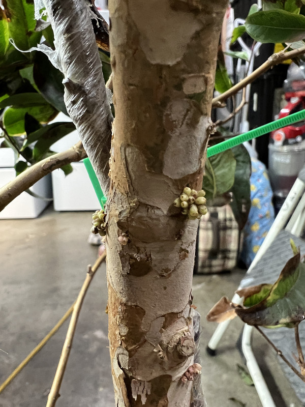 1A99E5B4-CD2A-49DB-BFFA-47CB77D77DD1