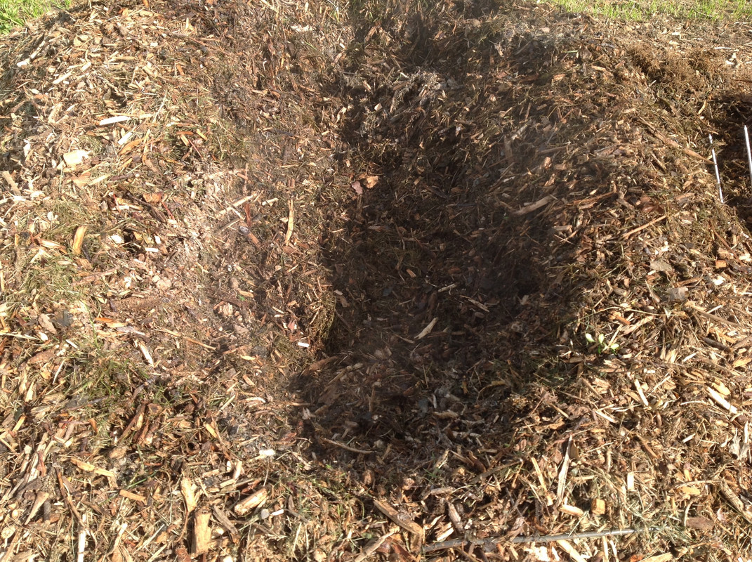 Buchsbaum ist im heissen Kompost 11. Mai 2015 (6