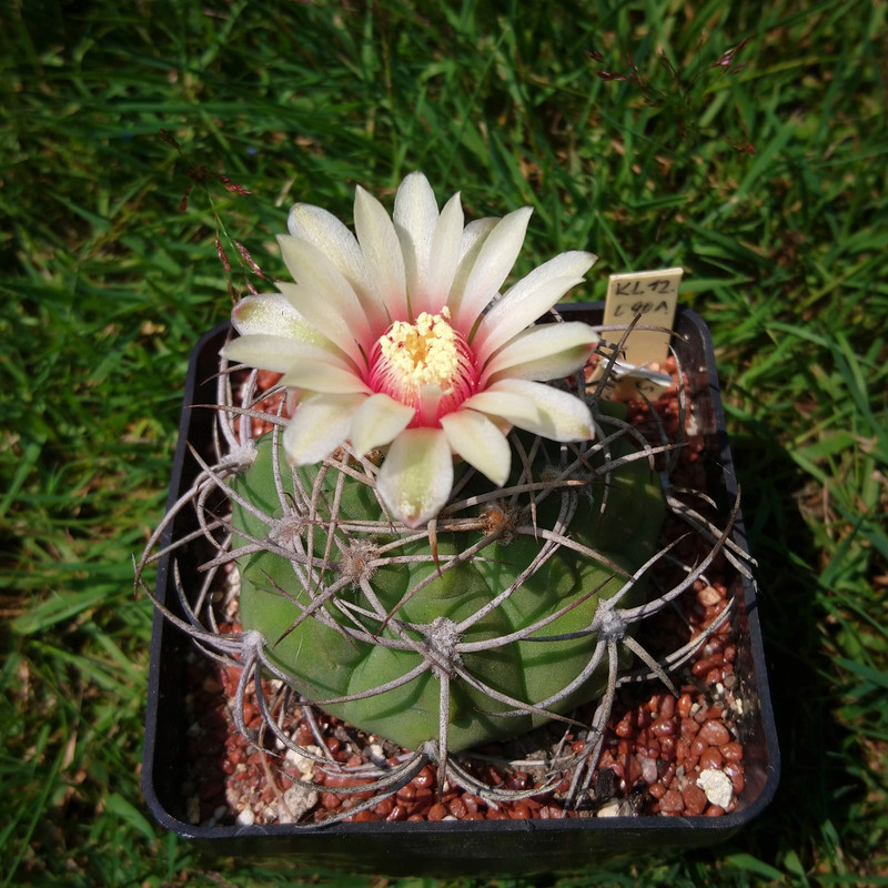 Gymnocalycium nigriareolatum v. simoi KL12.090A