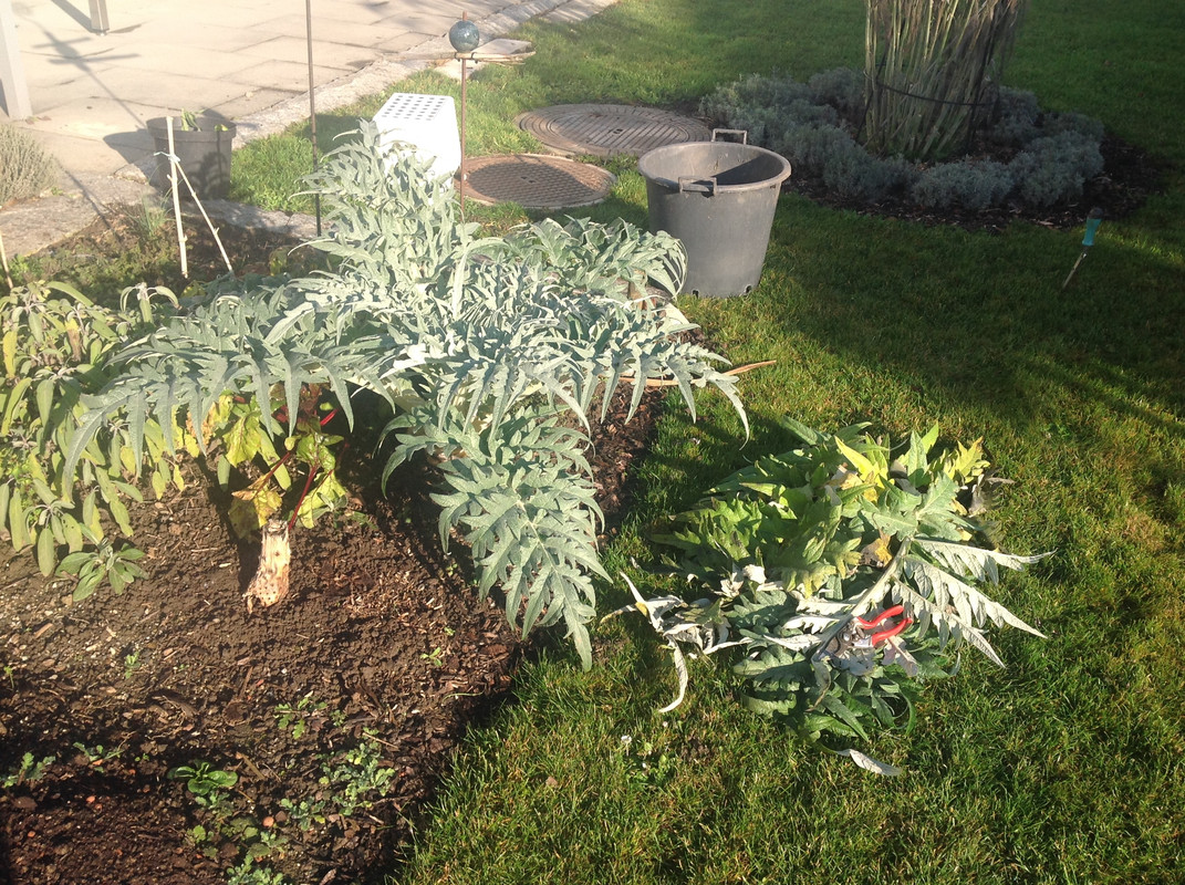 Artischoke   Bodenprofil 24.Dez (1)