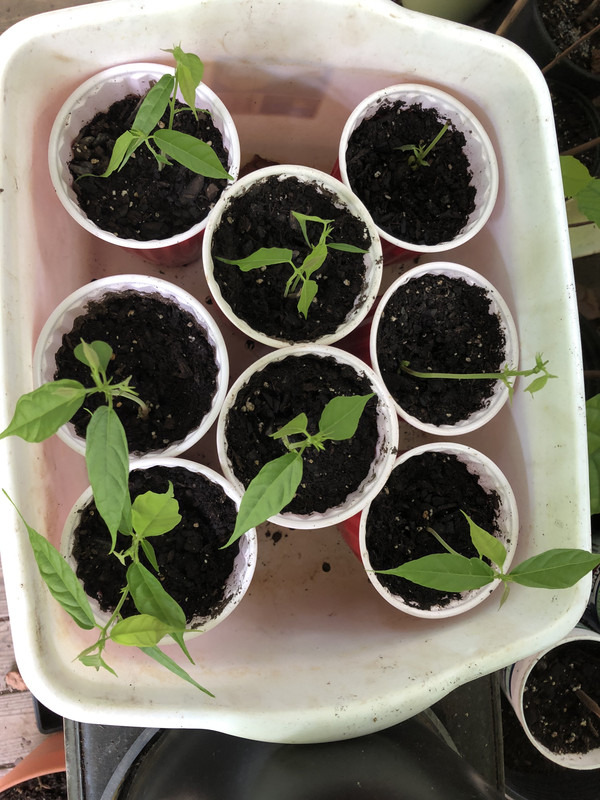 9FC1127B-5931-4A5B-84A3-64596019FAB2