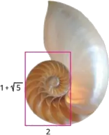 A marine creature's shell demonstrating the Golden Rectangle, by Math Egypt - Mr. Ayman Hassan (صدفة كائن بحري توضح المستطيل الذهبي، بواسطة ماث إيجيبت - مستر أيمن حسن)