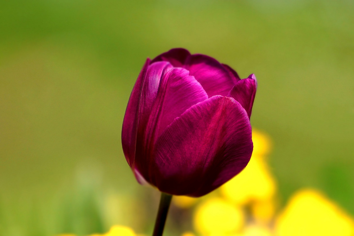 magentatulipflower.jpg