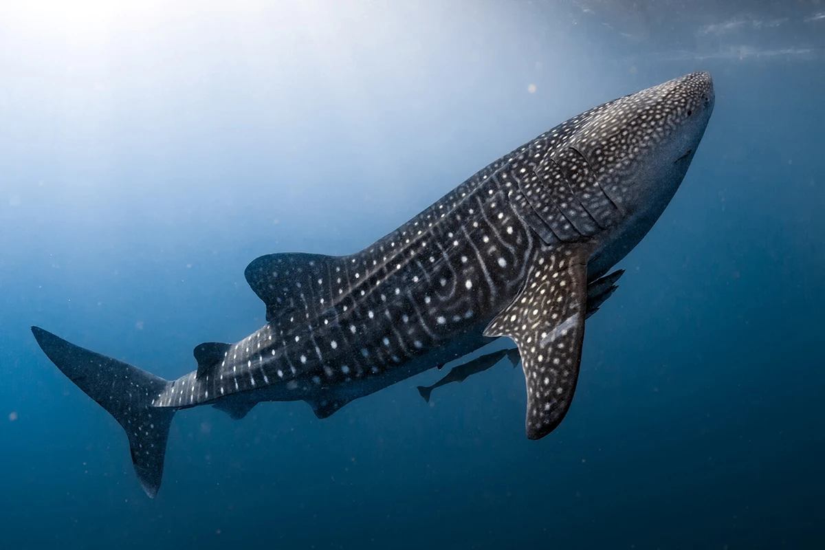 Shark Whale