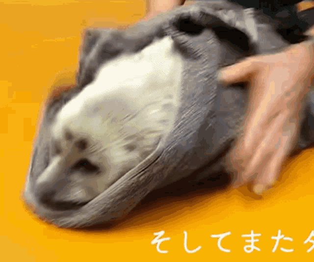 A GIF OF NIKO THE SEAL BEING PAT DRY WITH A TOWEL. IT'S SPED UP COMEDICALLY.