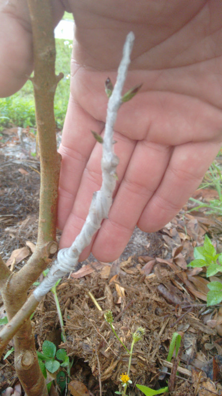 IMG_20150321_074716425