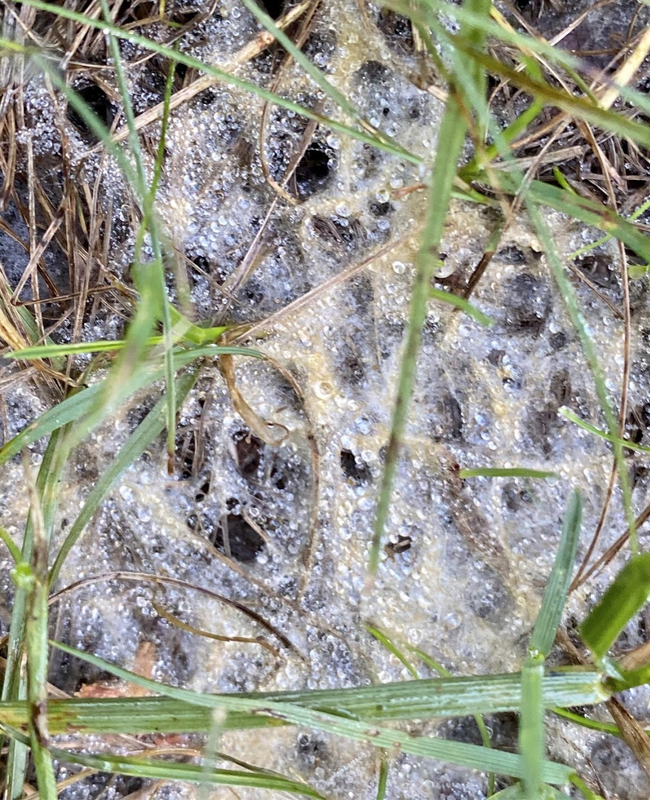 Screen Shot 2021-07-27 at 8.19.51 PM