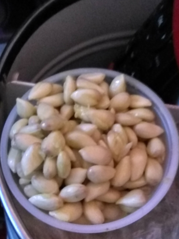 trifoliata seed