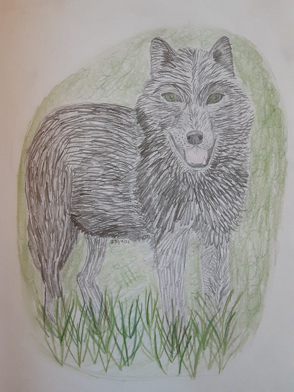 Melanistic-Wolf.jpg