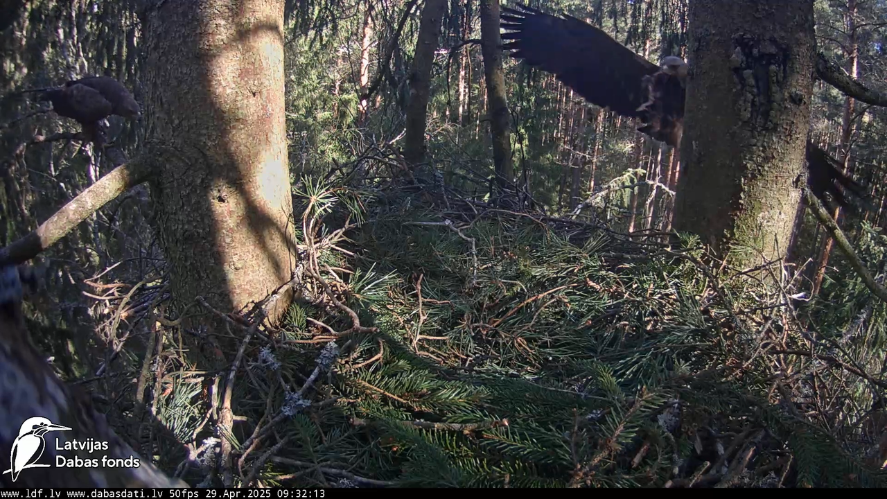 Mazais ērglis (Clanga pomarina), ligzda eglē __ Lesser spotted eagle in spruce, Zemgale, Latvia 8-21