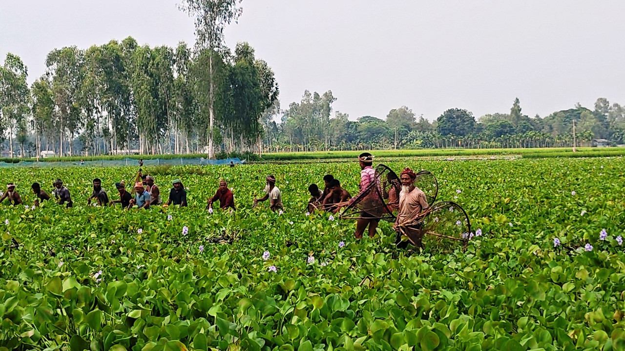 চাক জাল দিয়ে মাছ ধরা উৎসব