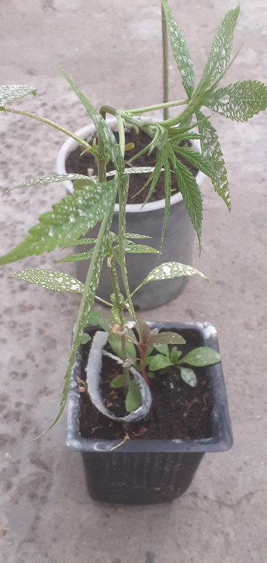 l algunasupercrop23sep