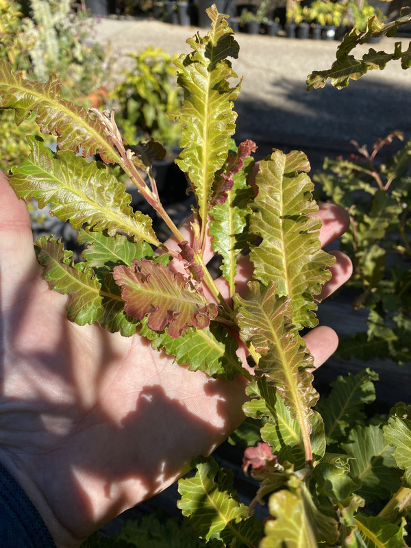 1F794306-C0BB-420B-8FE9-4C06CCEA366F