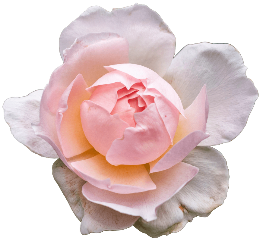 Pink Rose 3