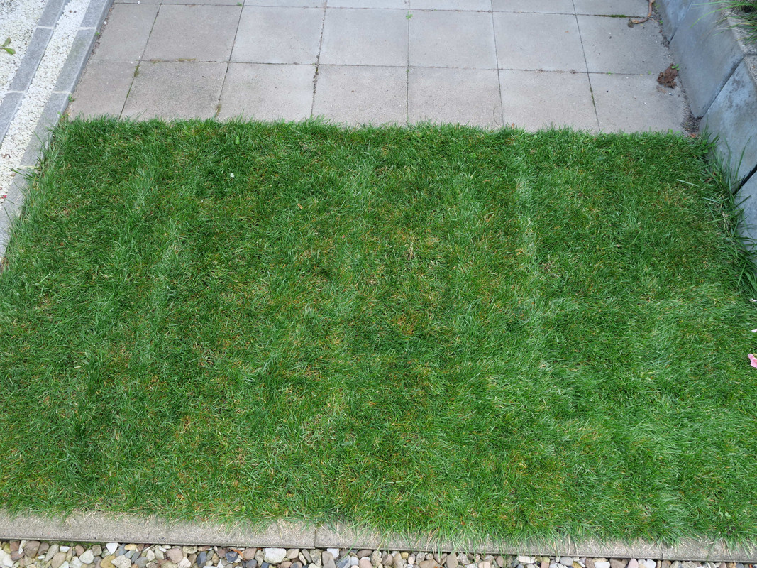 Tall Fescue fungus3 — Postimages