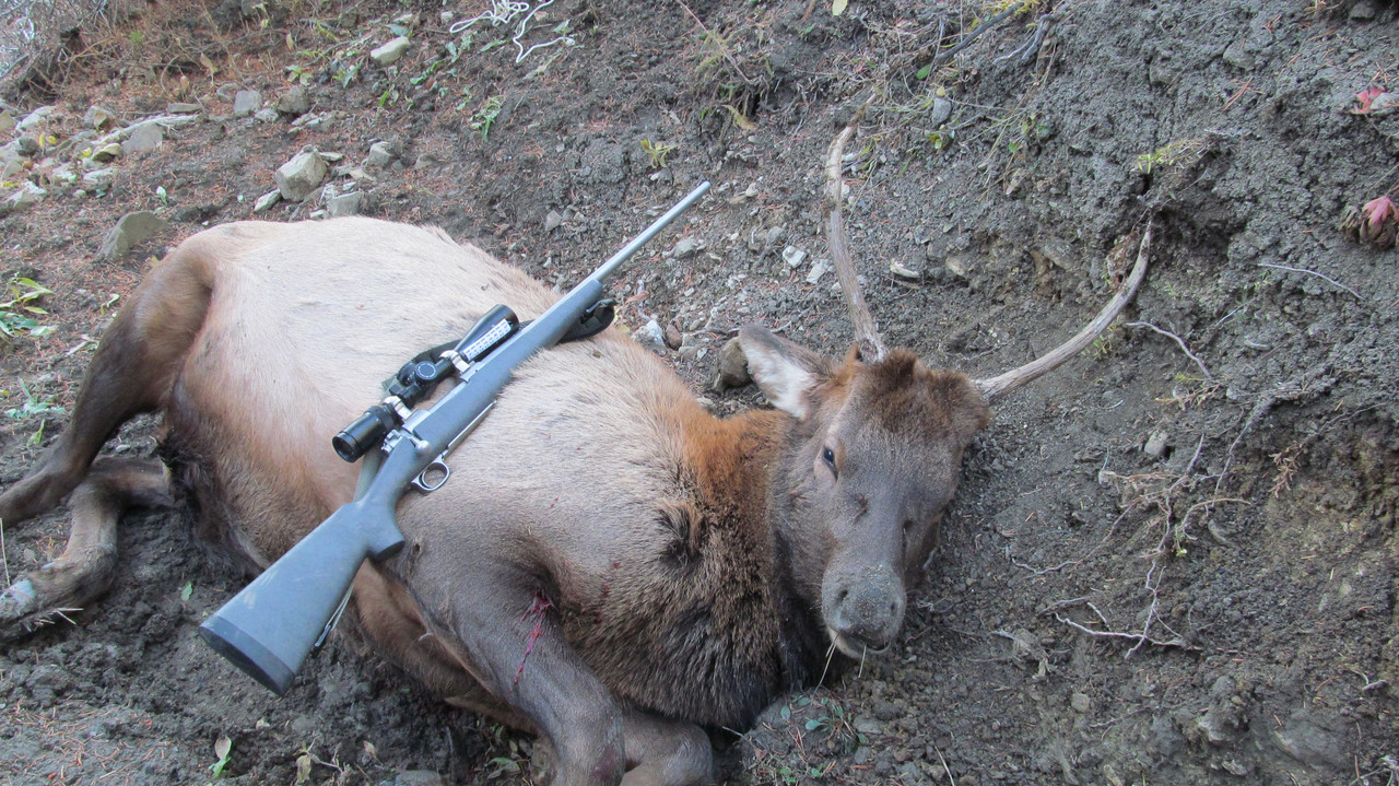 Elk 2014 002