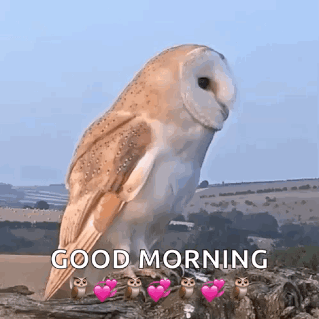 An den Beitrag angehängtes Bild: https://i.postimg.cc/5tL8HMhw/oie-1082244uv-Q3nj-Da.gif