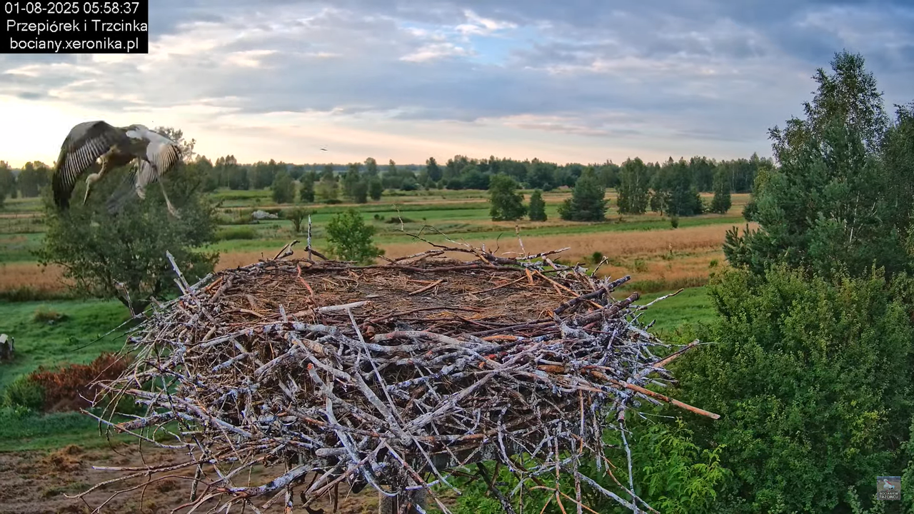 01082025bociany7