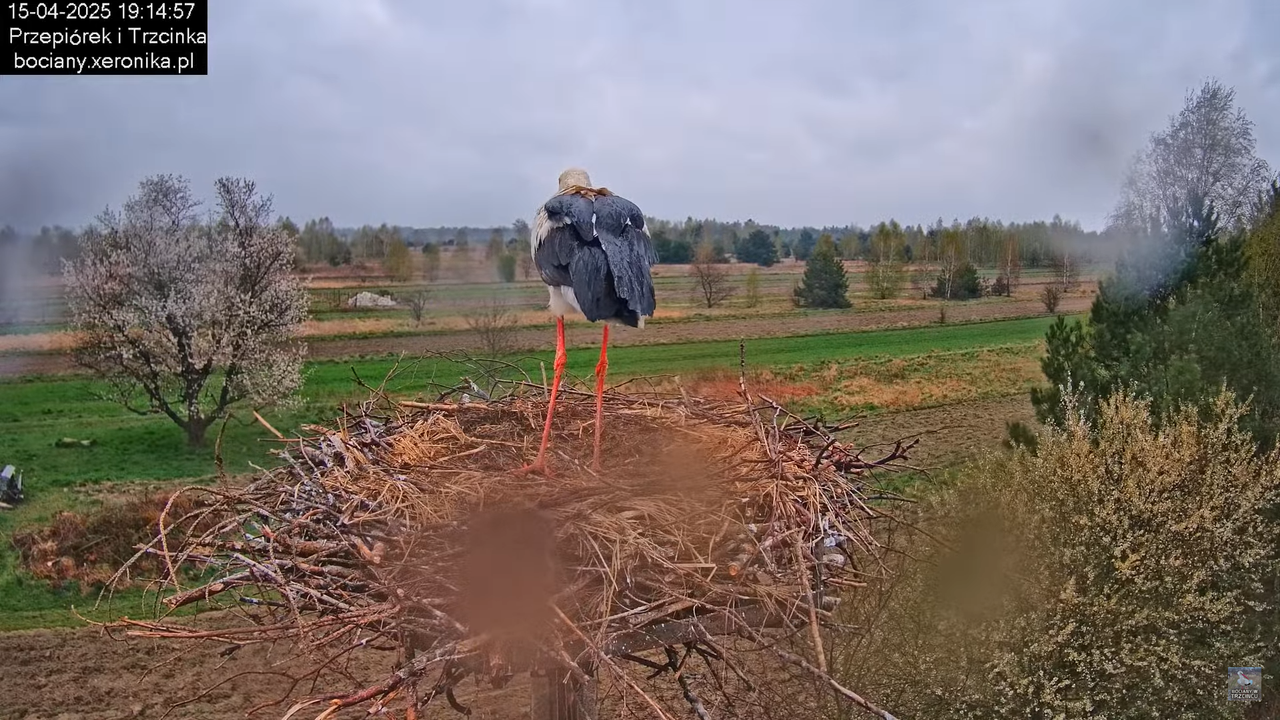 15042025bociany12