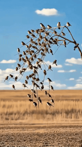 Birds-gather-in-Bare-Tree