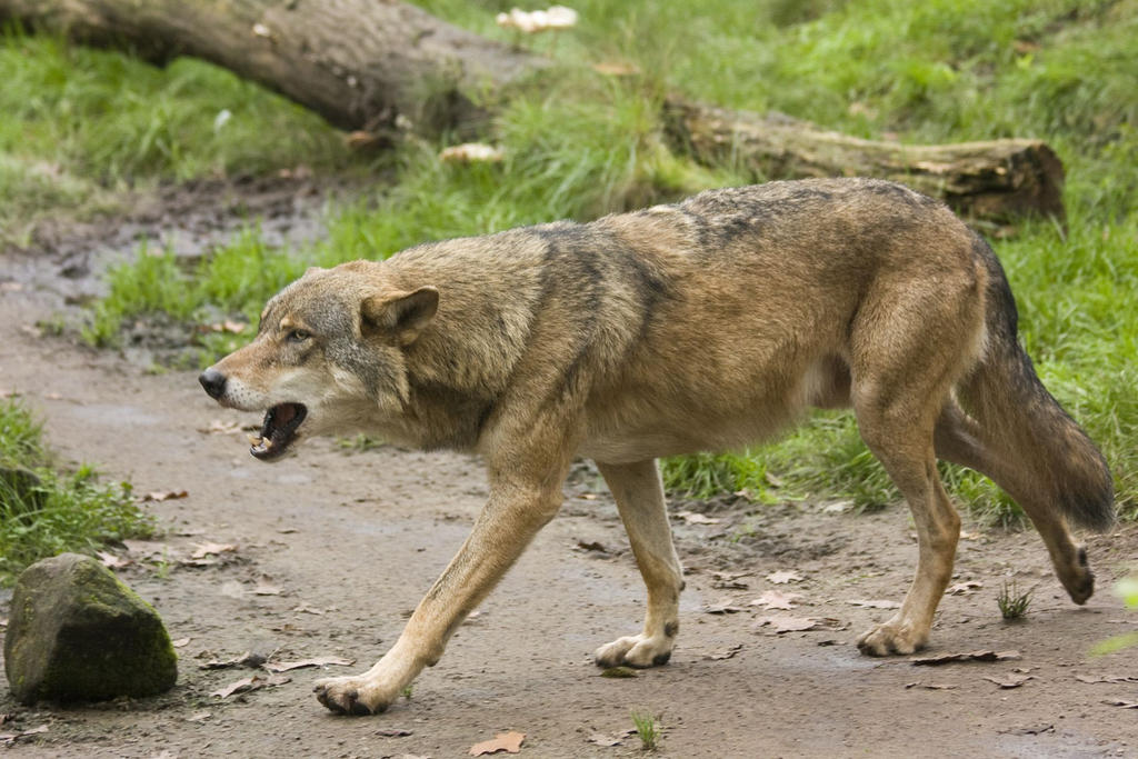 nordhorn-14-wolf-004-by-dark-wolfs-stock-d8myrgu-fullview.jpg