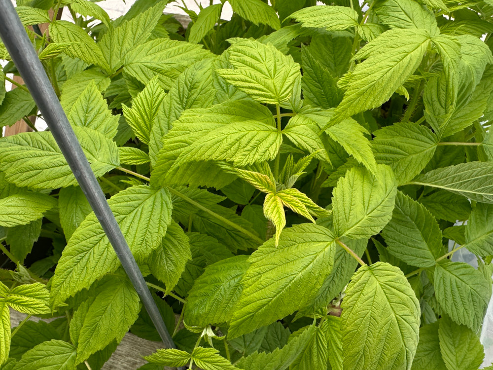 blackberry-7.jpg