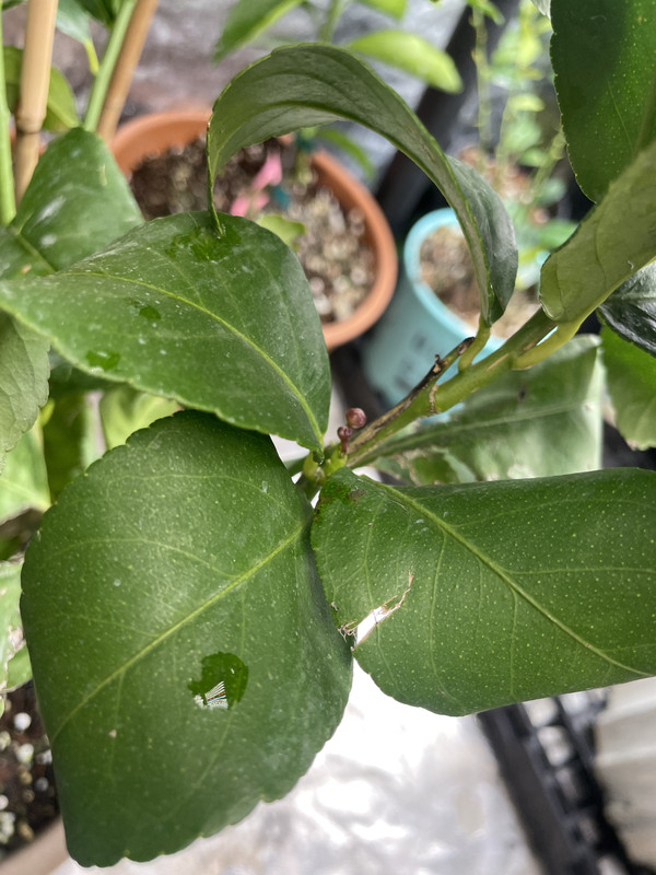 F4AE3B9A-0652-4B39-ABFC-7633DFCAB098