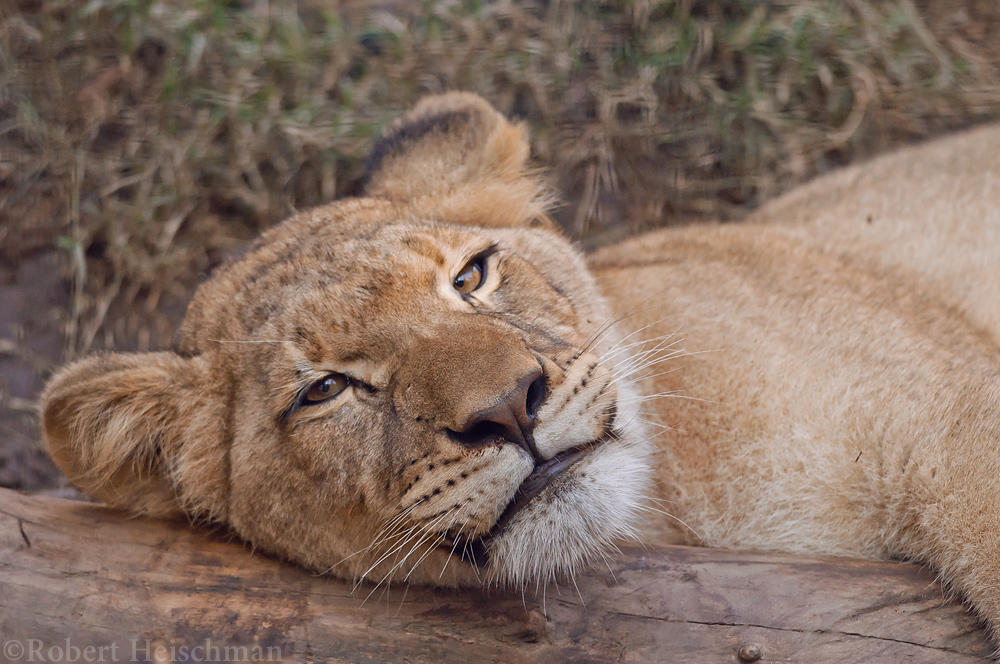 just-relax-by-robbobert-dbemsbr-fullview.jpg