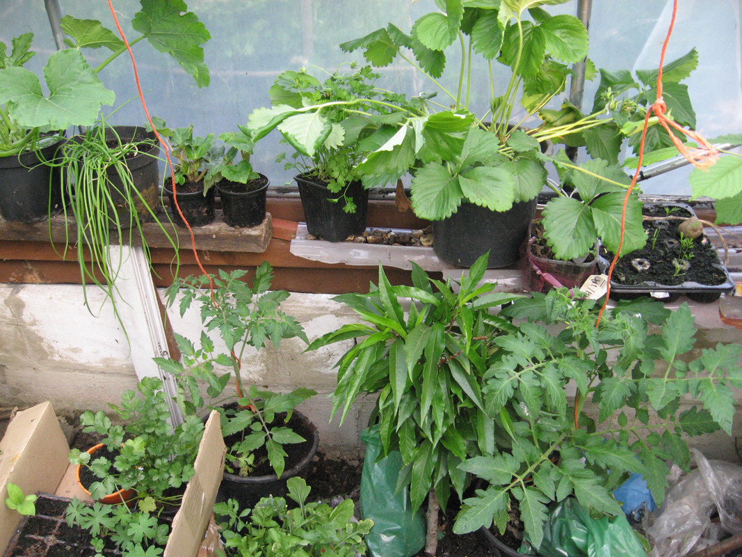 garden May 2018 012