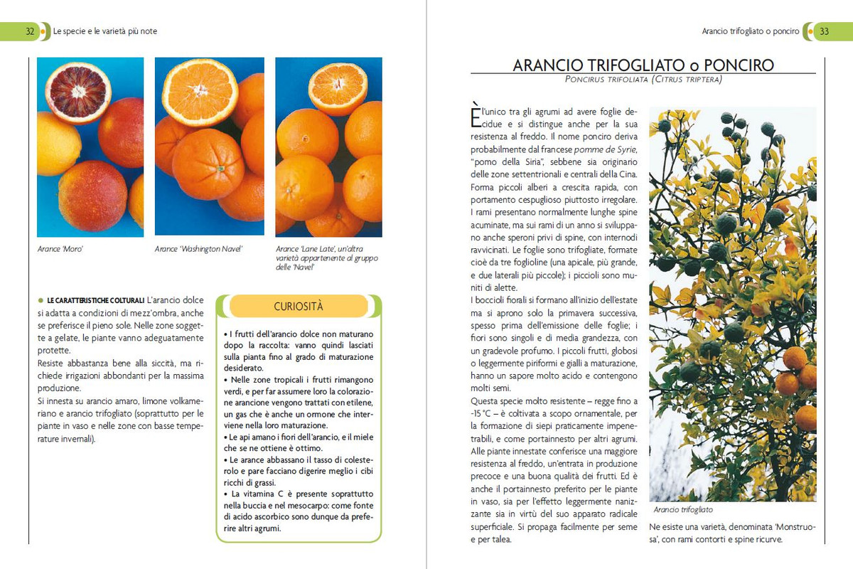 Coltivare gli agrumi (2021) 2