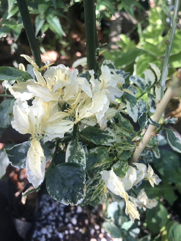 A9037C41-EC7F-44AC-B1D6-7511A03666D6