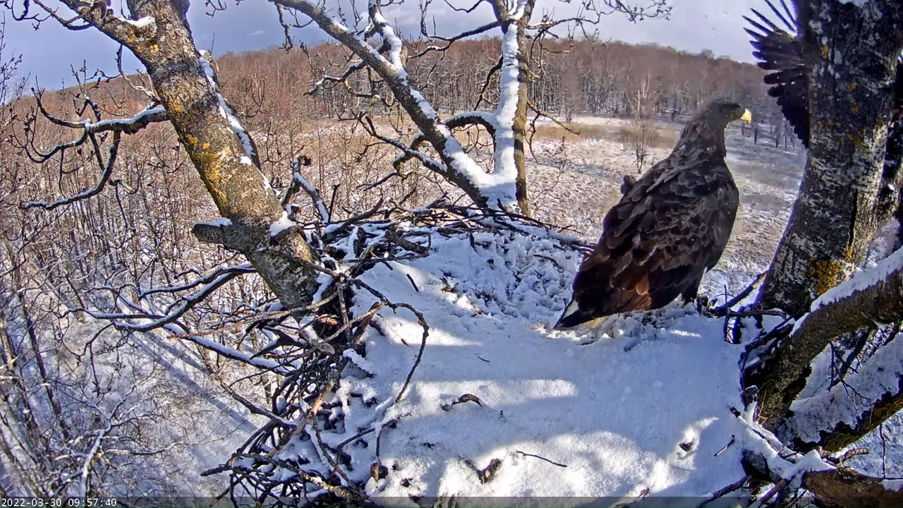 Merikotkas__Haliaeëtus albicilla 10-14-39 screenshot