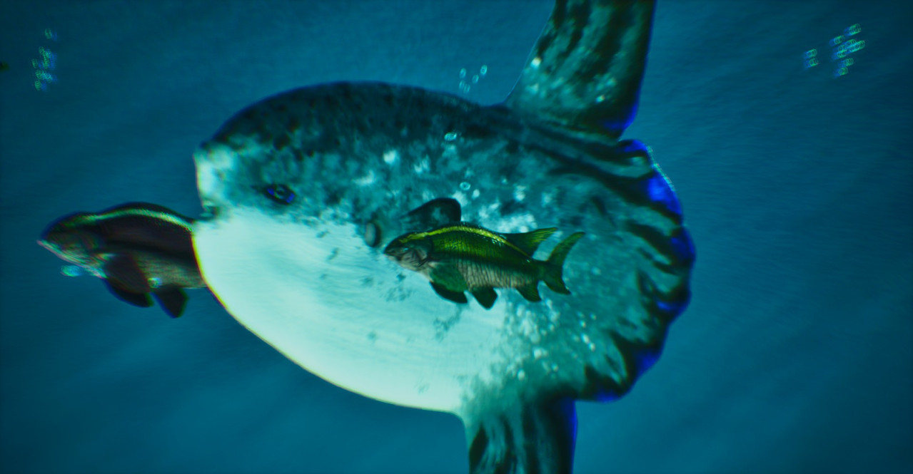 sunfish-release.jpg